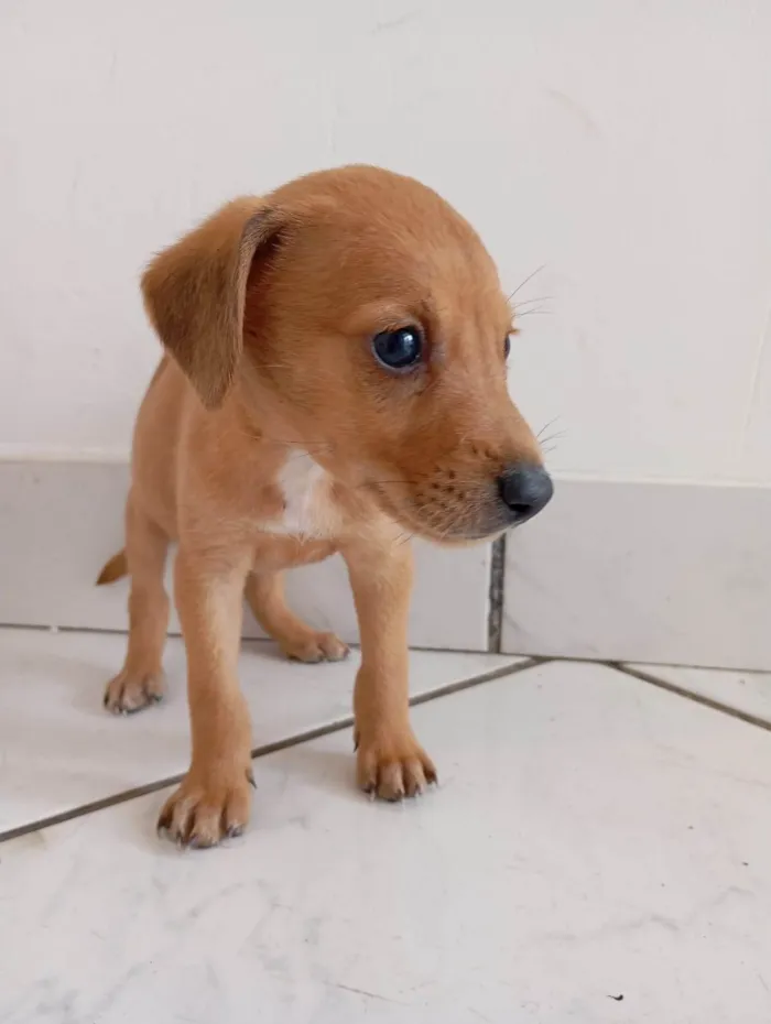 Cachorro ra a SRD-ViraLata idade 2 a 6 meses nome Sem nome 