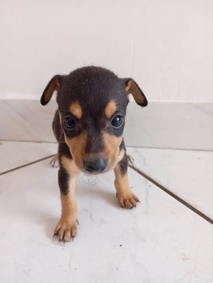 Cachorro ra a SRD-ViraLata idade 2 a 6 meses nome Sem nome 