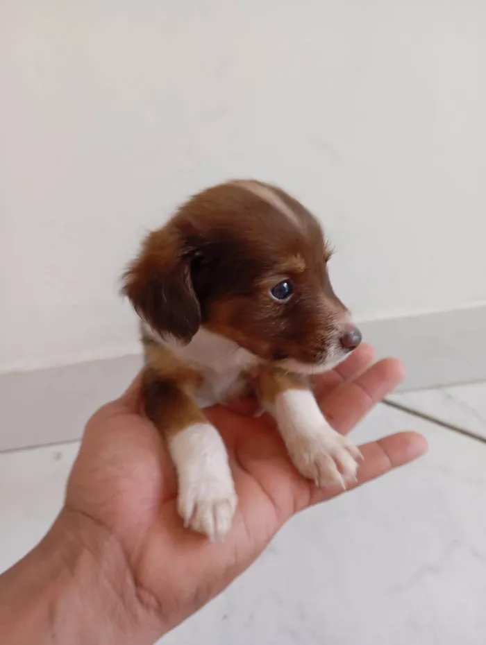 Cachorro ra a SRD-ViraLata idade 2 a 6 meses nome Sem nome 