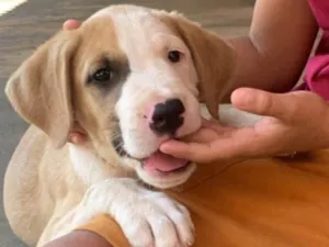 Cachorro raça SRD-ViraLata idade 7 a 11 meses nome Nico