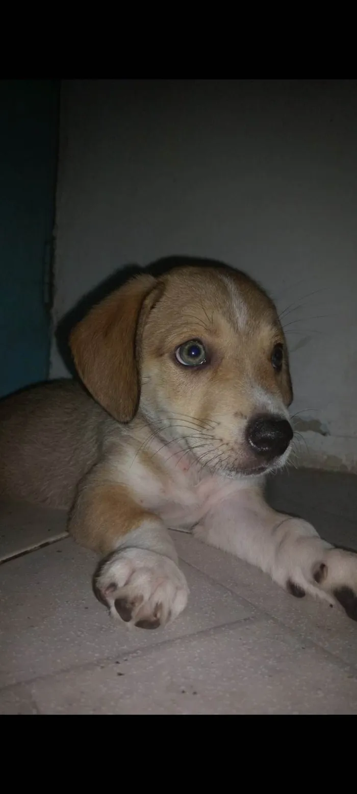 Cachorro ra a Cocker idade 2 a 6 meses nome Lupi