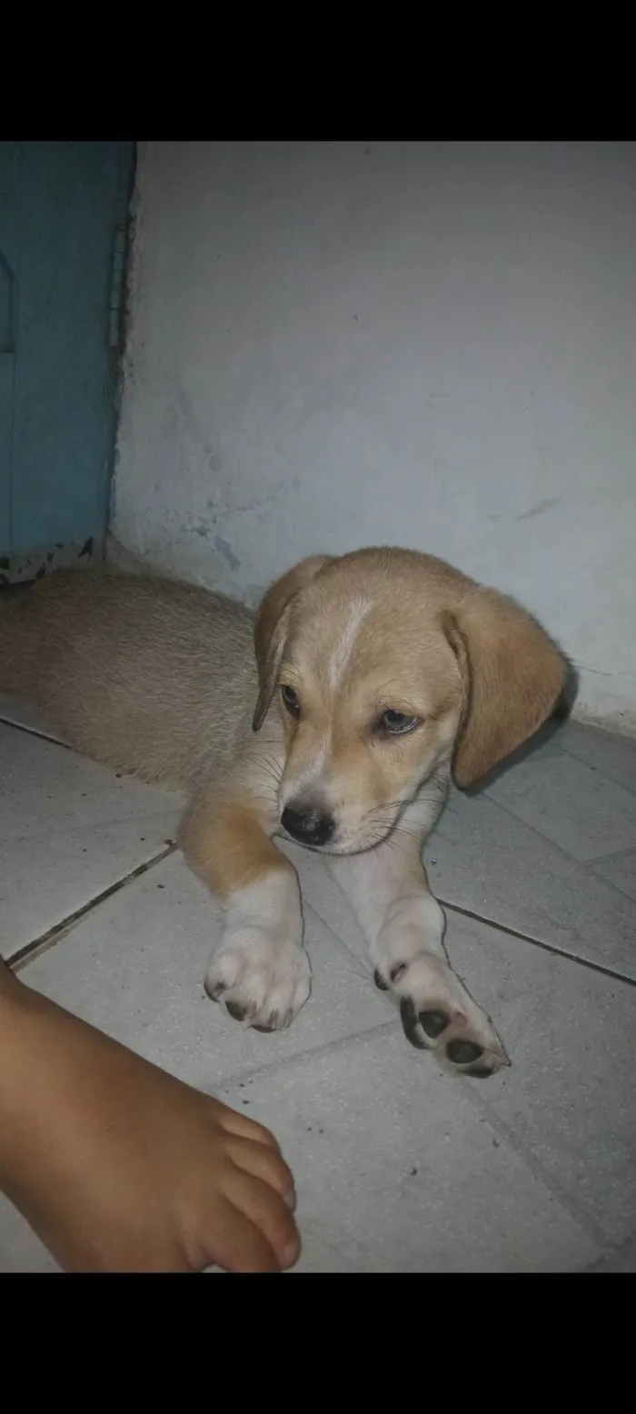 Cachorro ra a Cocker idade 2 a 6 meses nome Lupi