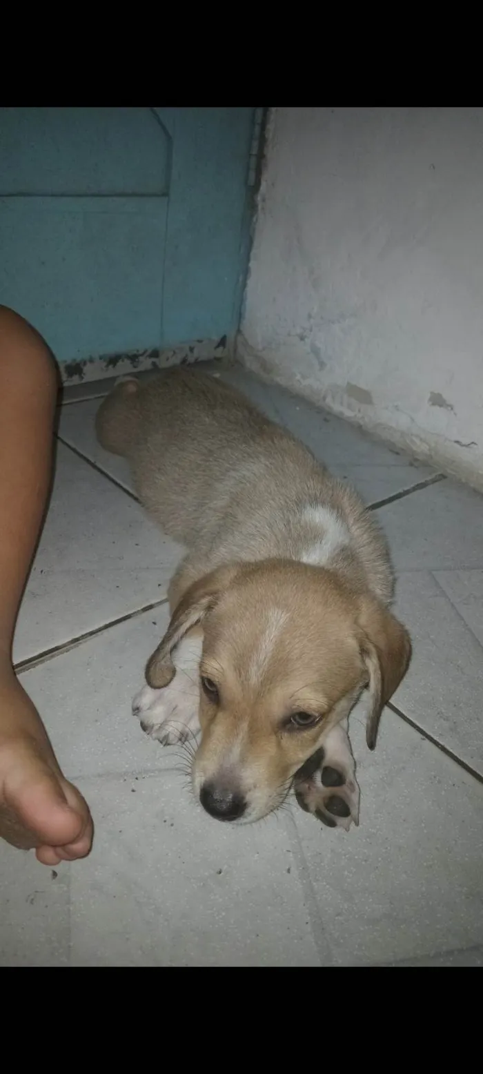 Cachorro ra a Cocker idade 2 a 6 meses nome Lupi