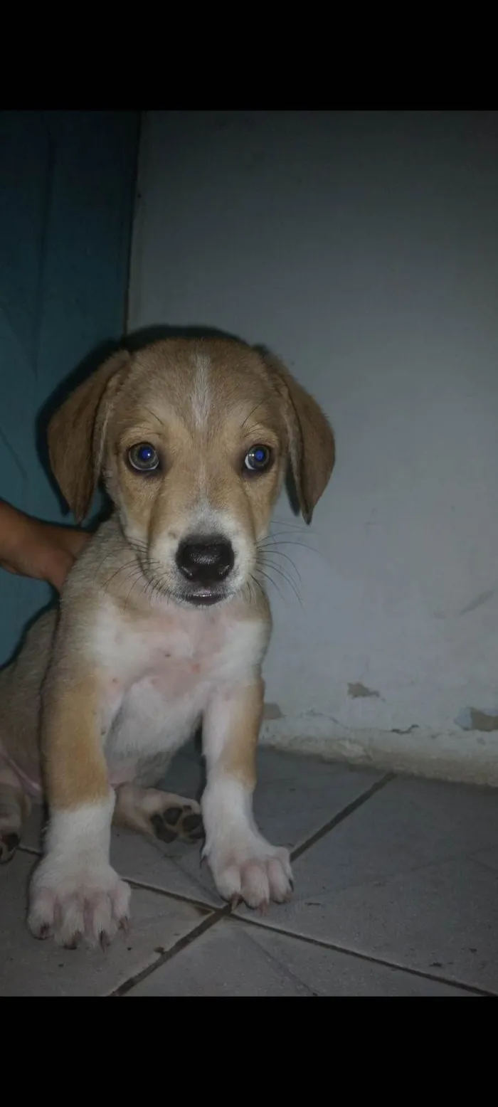 Cachorro ra a Cocker idade 2 a 6 meses nome Lupi