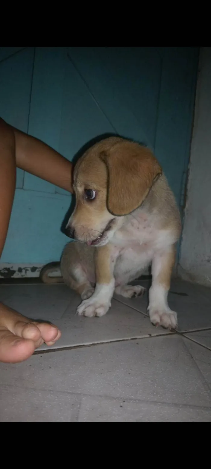 Cachorro ra a Cocker idade 2 a 6 meses nome Lupi