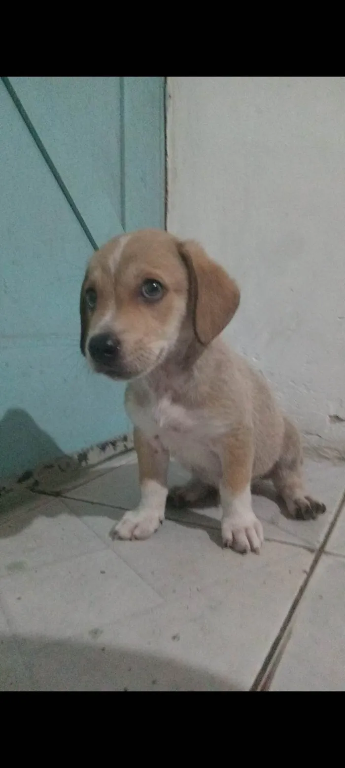 Cachorro ra a Cocker idade 2 a 6 meses nome Lupi