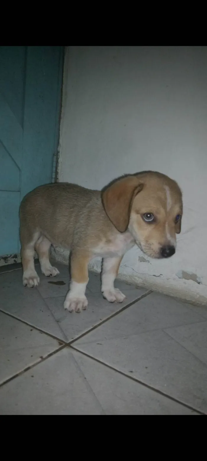 Cachorro ra a Cocker idade 2 a 6 meses nome Lupi