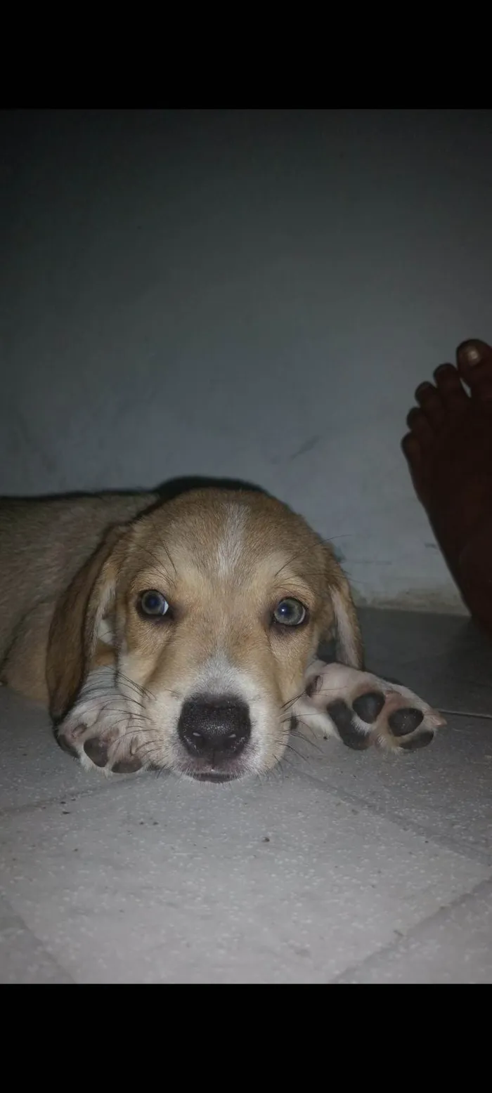 Cachorro ra a Cocker idade 2 a 6 meses nome Lupi