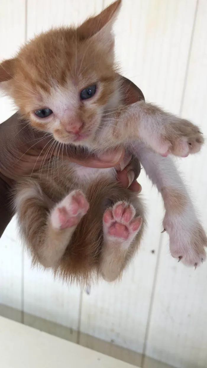 Gato ra a SRD-ViraLata idade Abaixo de 2 meses nome Rony