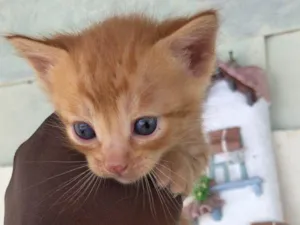 Gato raça SRD-ViraLata idade Abaixo de 2 meses nome Fred