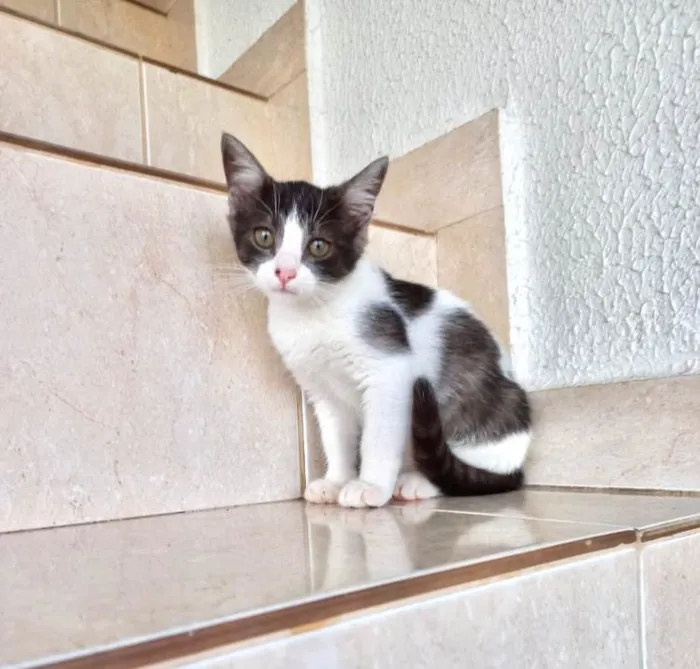 Gato ra a SRD-ViraLata idade 2 a 6 meses nome Nescau bb2meses 