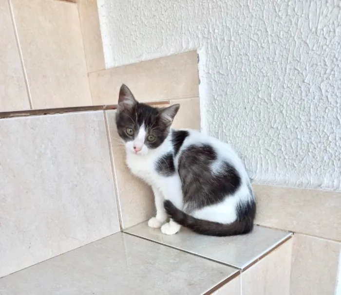 Gato ra a SRD-ViraLata idade 2 a 6 meses nome Nescau bb2meses 