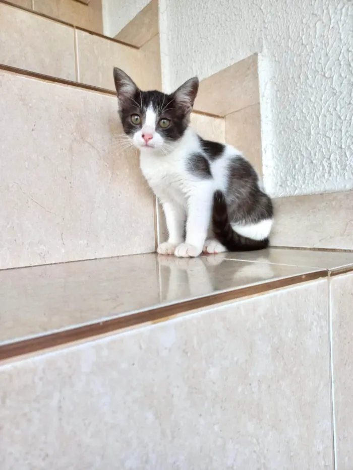 Gato ra a SRD-ViraLata idade 2 a 6 meses nome Nescau bb2meses 