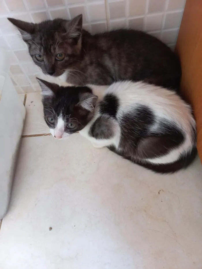 Gato ra a SRD-ViraLata idade 2 a 6 meses nome Nescau bb2meses 