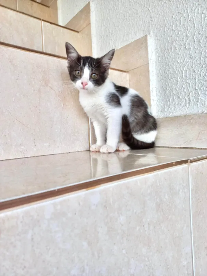Gato ra a SRD-ViraLata idade 2 a 6 meses nome Nescau bb2meses 
