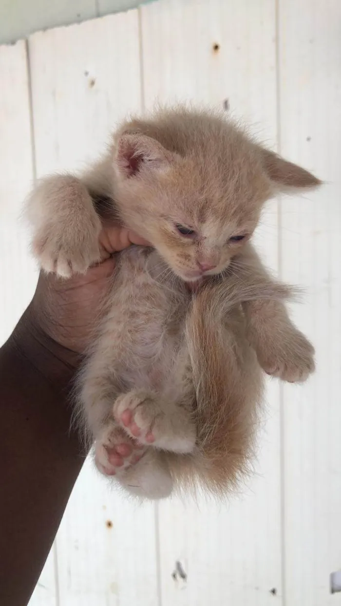 Gato ra a SRD-ViraLata idade Abaixo de 2 meses nome Draco