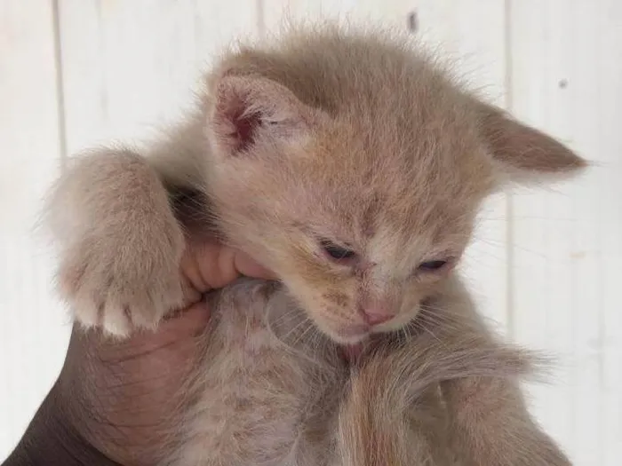 Gato ra a SRD-ViraLata idade Abaixo de 2 meses nome Draco