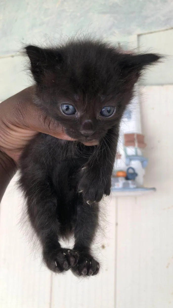 Gato ra a SRD-ViraLata idade Abaixo de 2 meses nome Fleur