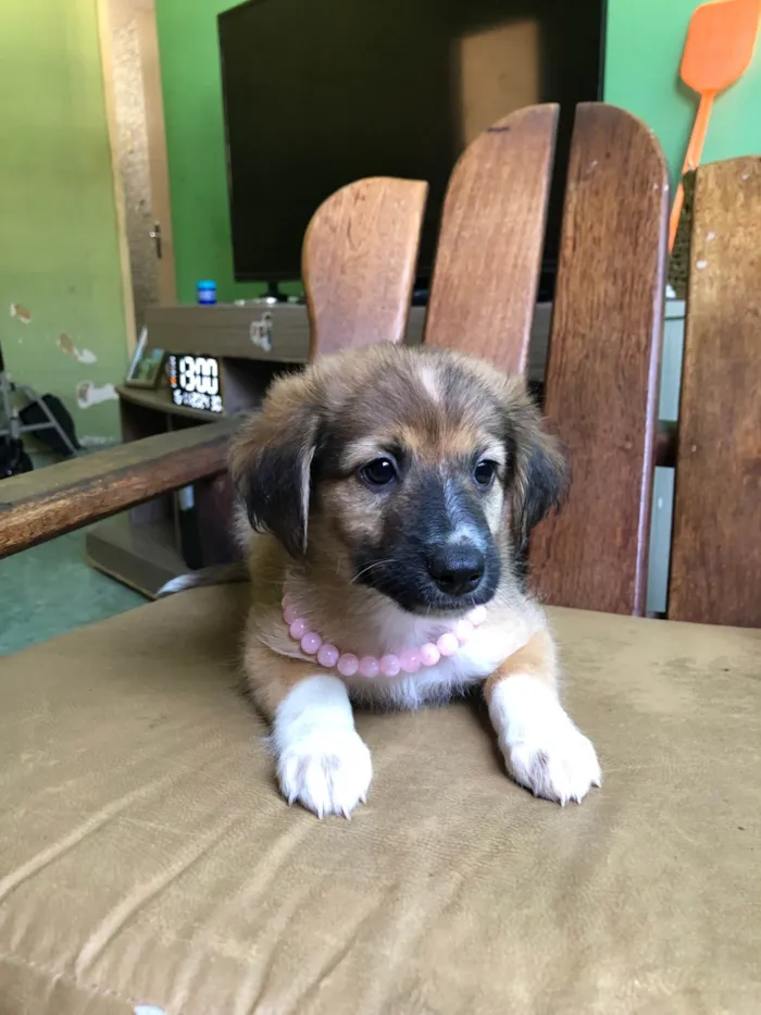 Cachorro ra a SRD-ViraLata idade 2 a 6 meses nome Pérola 