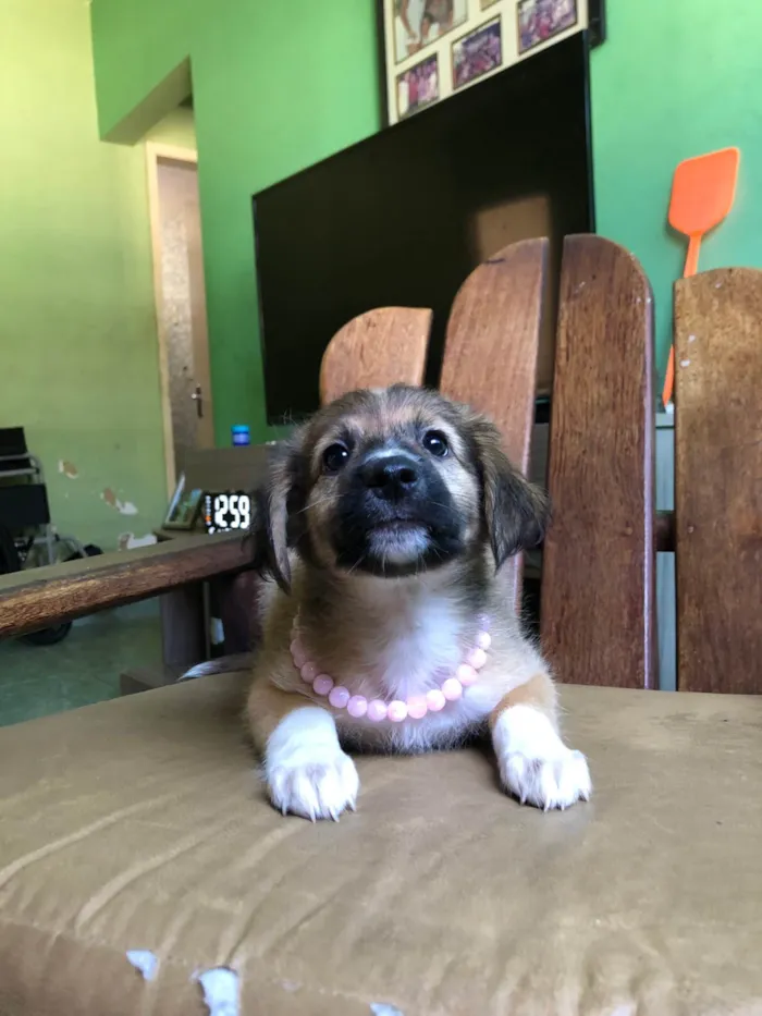 Cachorro ra a SRD-ViraLata idade 2 a 6 meses nome Pérola 