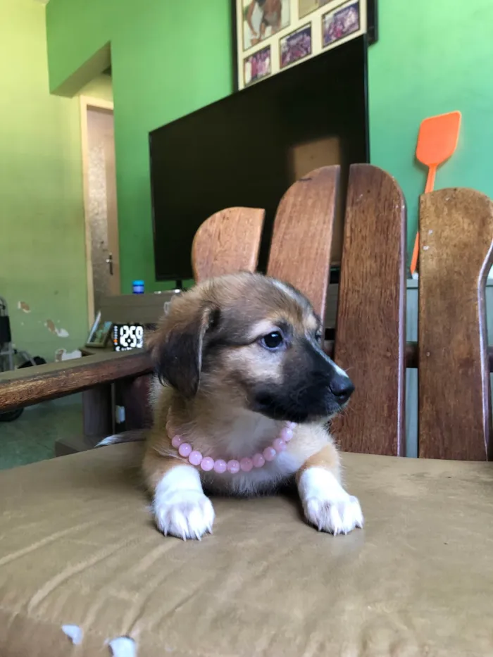Cachorro ra a SRD-ViraLata idade 2 a 6 meses nome Pérola 