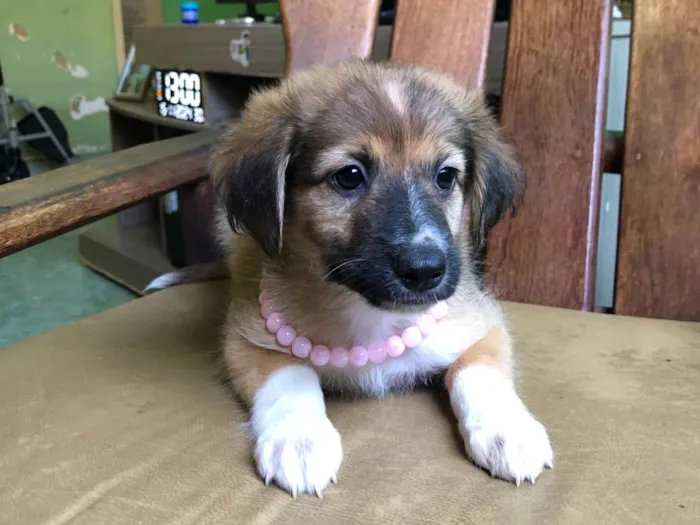 Cachorro ra a SRD-ViraLata idade 2 a 6 meses nome Pérola 