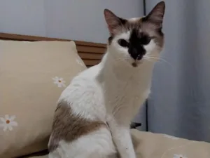 Gato raça SRD-ViraLata idade 3 anos nome Mia