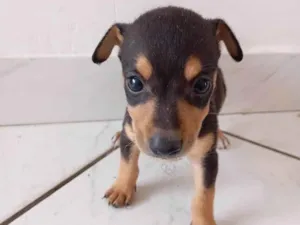 Cachorro raça SRD-ViraLata idade 2 a 6 meses nome Sem nome 