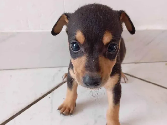 Cachorro ra a SRD-ViraLata idade 2 a 6 meses nome Sem nome 