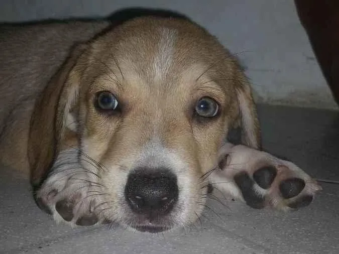 Cachorro ra a Cocker idade 2 a 6 meses nome Lupi