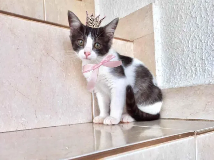 Gato ra a SRD-ViraLata idade 2 a 6 meses nome Nescau bb2meses 