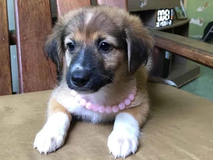 Cachorro ra a SRD-ViraLata idade 2 a 6 meses nome Pérola 
