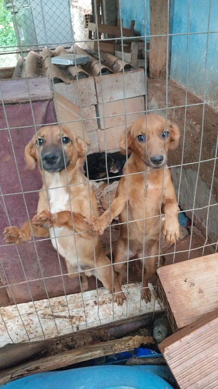 Cachorro ra a SRD-ViraLata idade 7 a 11 meses nome Chocolate 