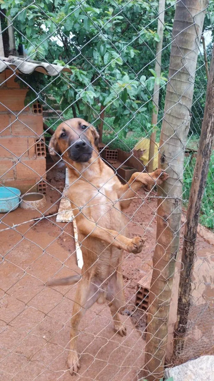 Cachorro ra a SRD-ViraLata idade 7 a 11 meses nome Chocolate 