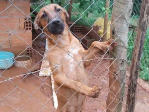 Cachorro raça SRD-ViraLata idade 7 a 11 meses nome Chocolate 