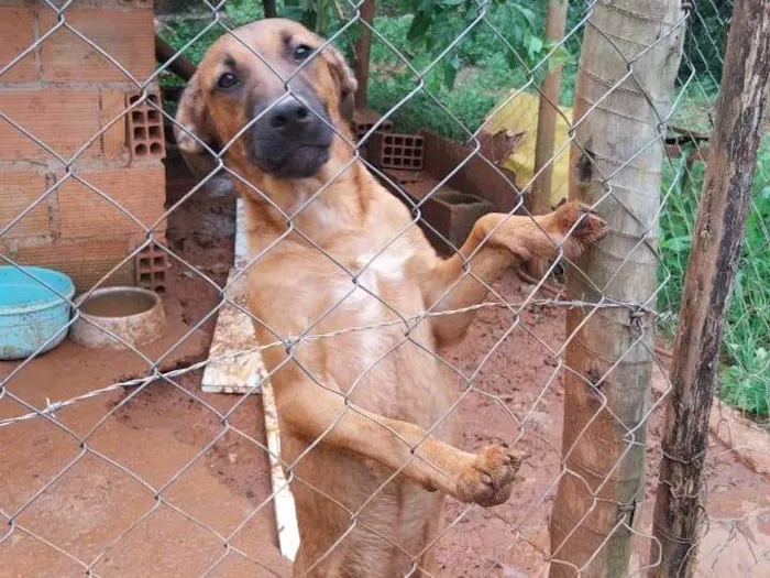 Cachorro ra a SRD-ViraLata idade 7 a 11 meses nome Chocolate 