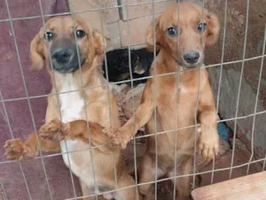 Cachorro raça SRD-ViraLata idade 7 a 11 meses nome Chocolate e mel