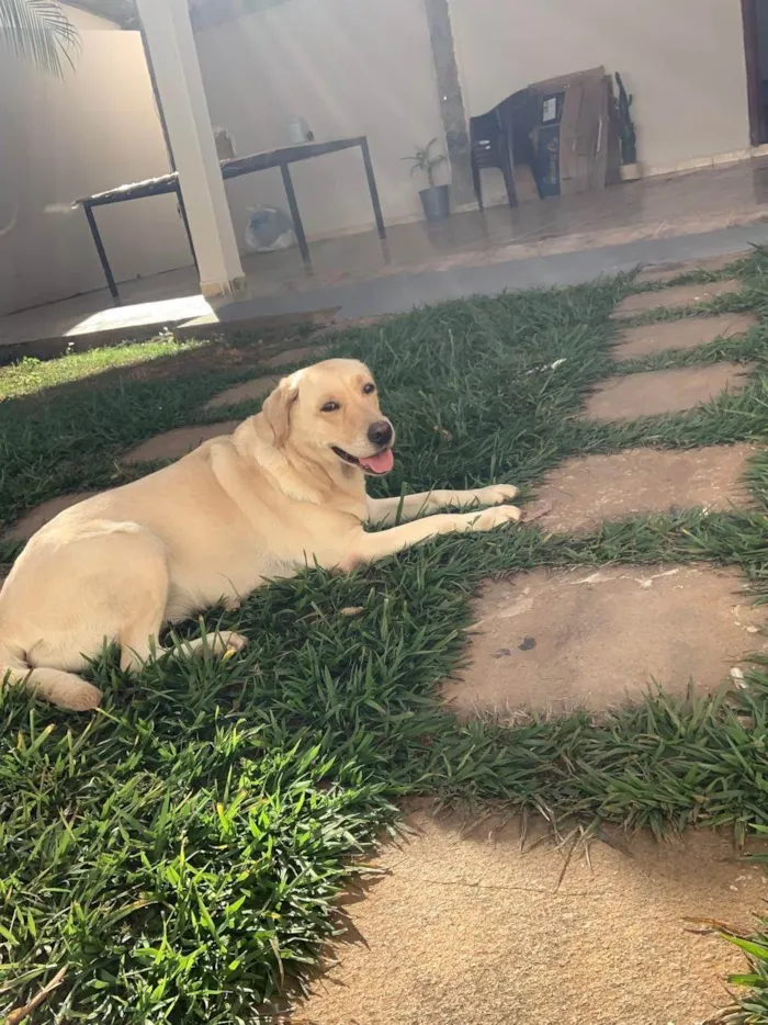 Cachorro ra a Labrador idade 6 ou mais anos nome Pepper