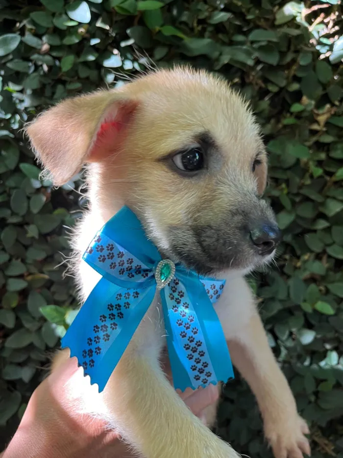 Cachorro ra a SRD-ViraLata idade 2 a 6 meses nome Paula