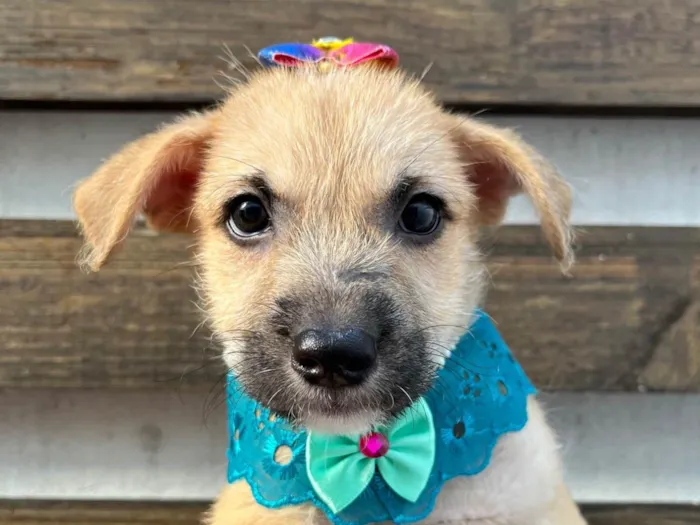 Cachorro ra a SRD-ViraLata idade 2 a 6 meses nome Paula