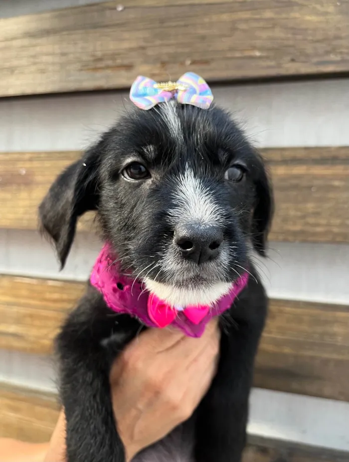 Cachorro ra a SRD-ViraLata idade 2 a 6 meses nome Paloma