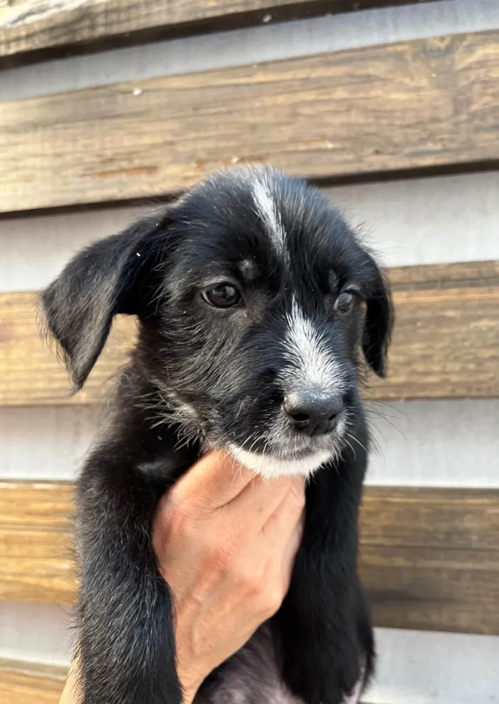 Cachorro ra a SRD-ViraLata idade 2 a 6 meses nome Paloma