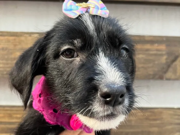 Cachorro ra a SRD-ViraLata idade 2 a 6 meses nome Paloma