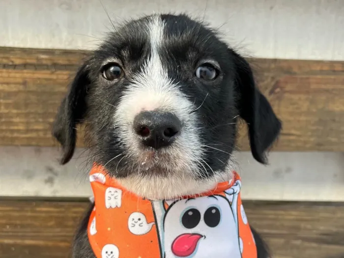 Cachorro ra a SRD-ViraLata idade 2 a 6 meses nome Pedro
