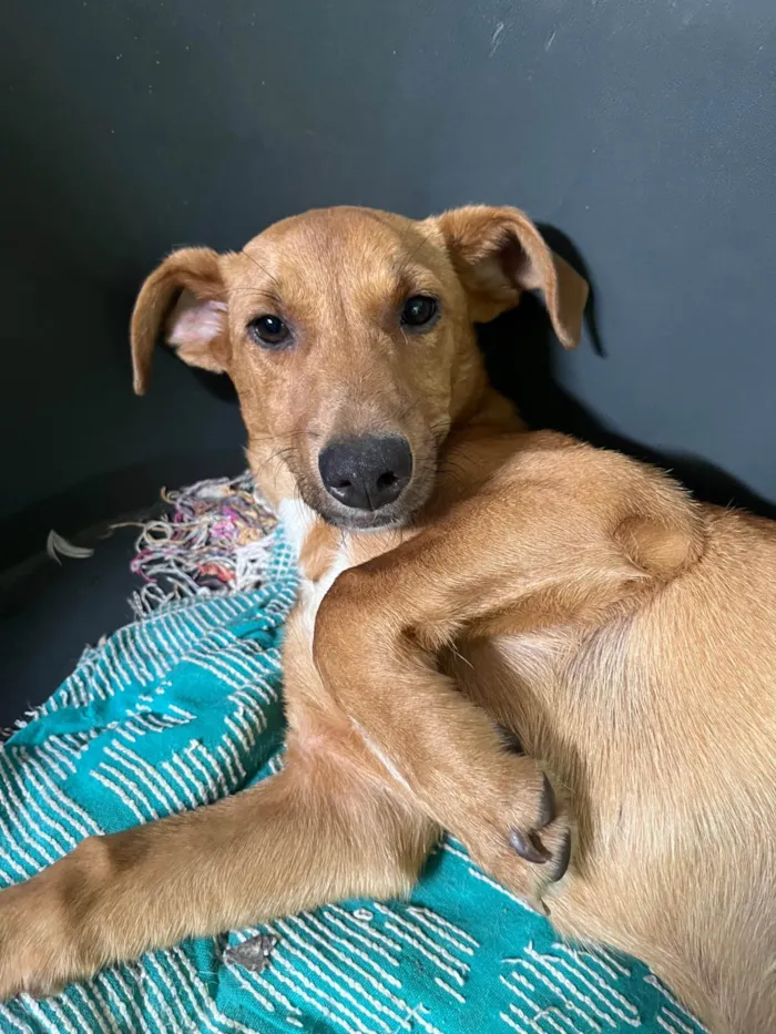 Cachorro ra a SRD-ViraLata idade 2 a 6 meses nome Phoka