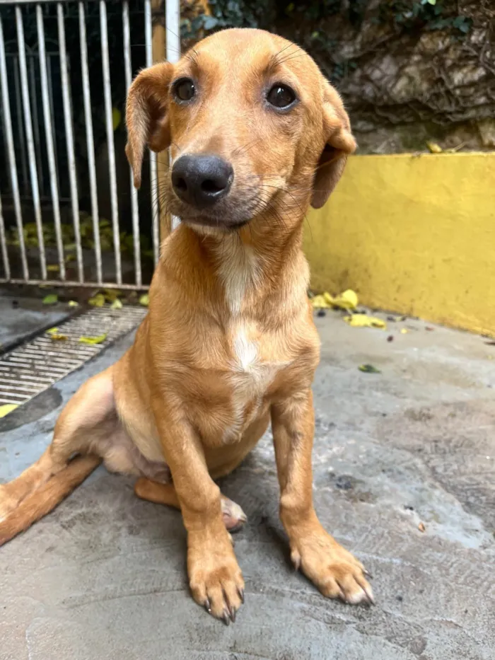 Cachorro ra a SRD-ViraLata idade 2 a 6 meses nome Phoka