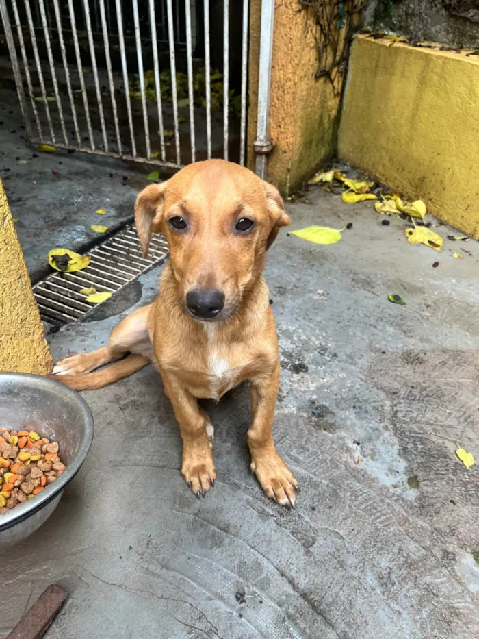 Cachorro ra a SRD-ViraLata idade 2 a 6 meses nome Phoka