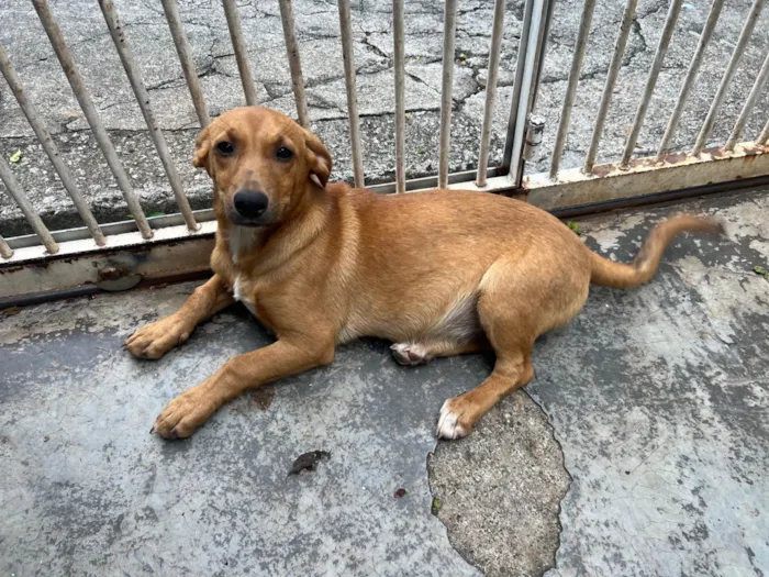 Cachorro ra a SRD-ViraLata idade 2 a 6 meses nome Phoka