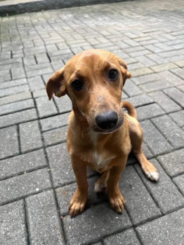 Cachorro ra a SRD-ViraLata idade 2 a 6 meses nome Phoka