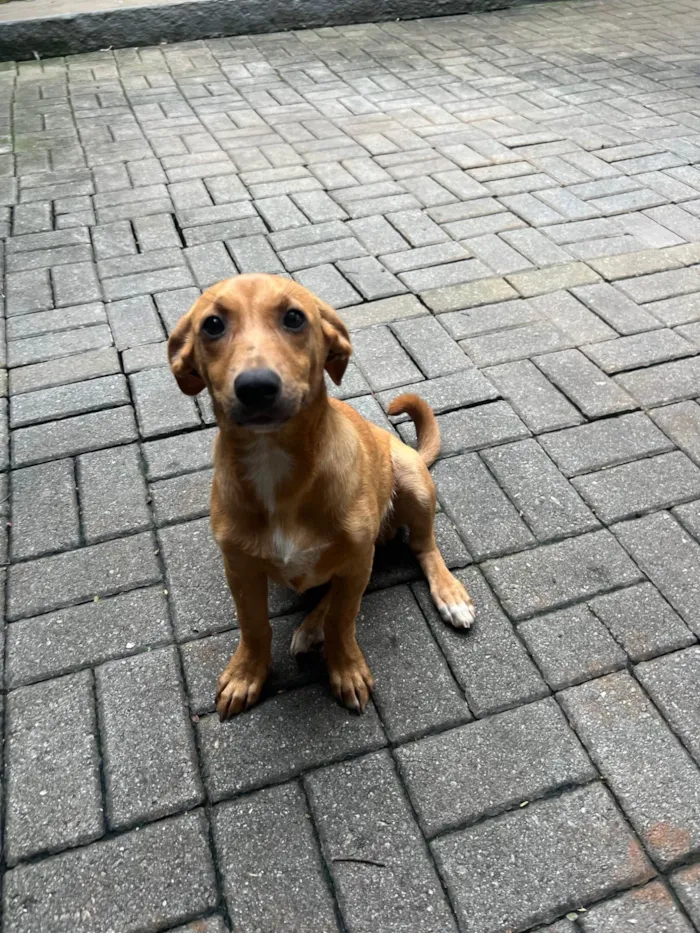 Cachorro ra a SRD-ViraLata idade 2 a 6 meses nome Phoka